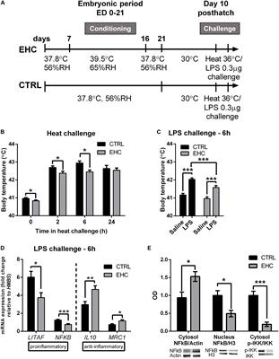 Embryonic Heat Conditioning Induces TET-Dependent Cross-Tolerance to Hypothalamic Inflammation Later in Life